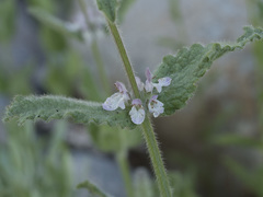 Stachys rigida rigida