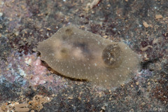 Hallaxa albopunctata