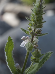Stachys rigida rigida