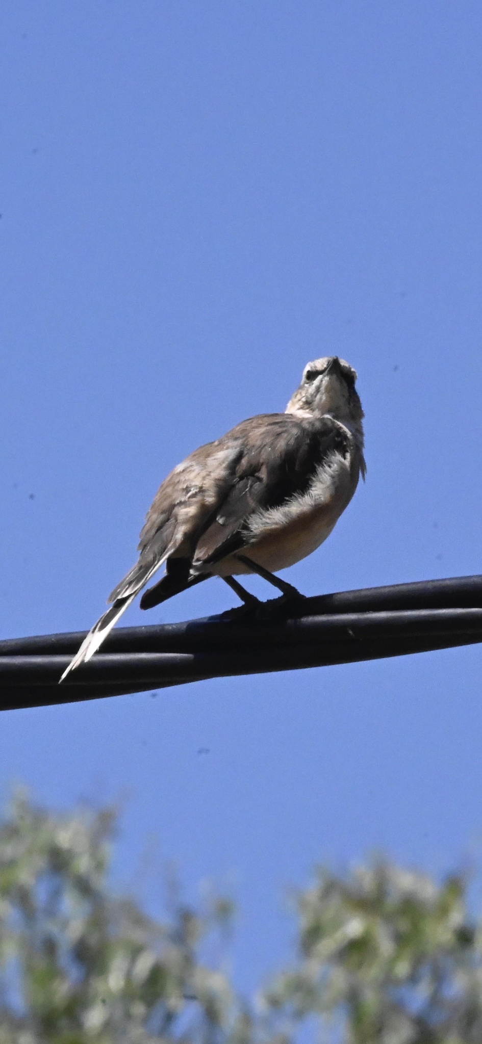 White-banded Mockingbird (Mimus triurus), photo 2