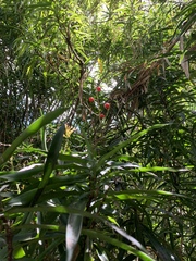 Dracaena angustifolia