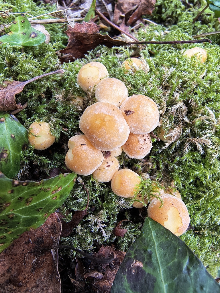 Hypholoma fasciculare · February 2026 · photo: © ladymoth (iNaturalist, cc-by)