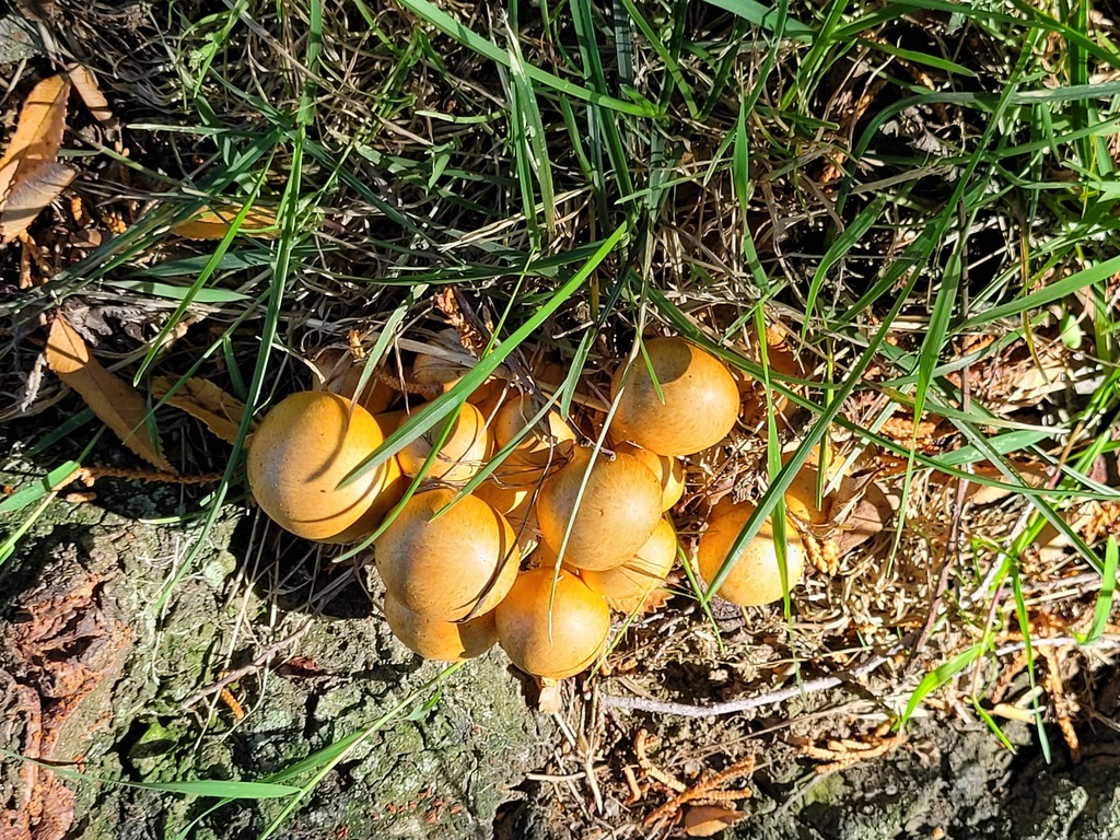 Gymnopilus junonius · February 2026 · photo: © dougalm (iNaturalist, cc-by)