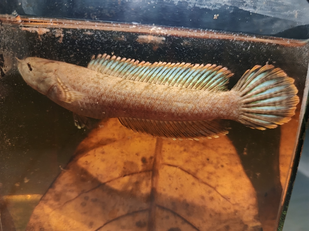 dwarf snakehead (Channa gachua)
