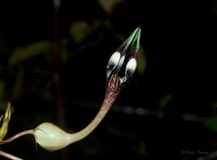 Ceropegia oculata