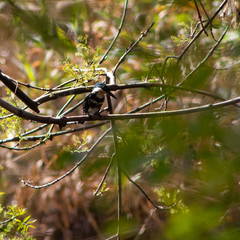 Chloroceryle americana