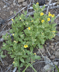 Erythranthe moschata