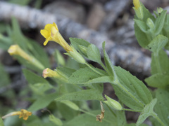 Erythranthe moschata