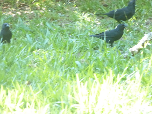 Chopi Blackbird (Gnorimopsar chopi), photo 7