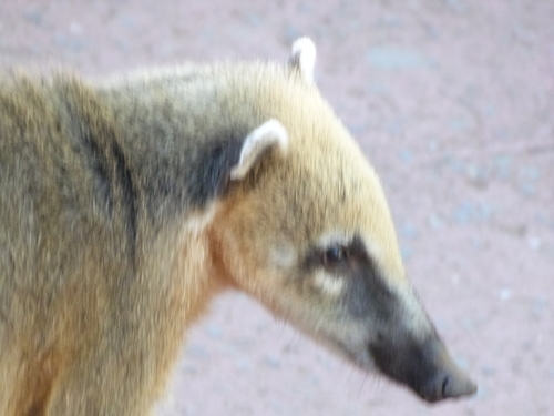 アカハナグマ