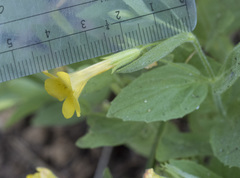 Erythranthe moschata