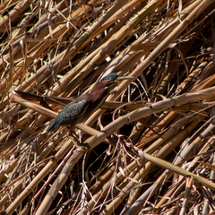 Butorides virescens