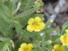 Erythranthe moschata