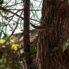 Turdus grayi