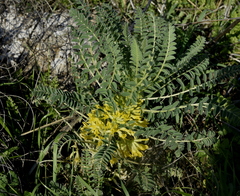 Astragalus macrocarpus