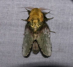 Disphragis manethusa