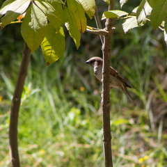 Passer domesticus