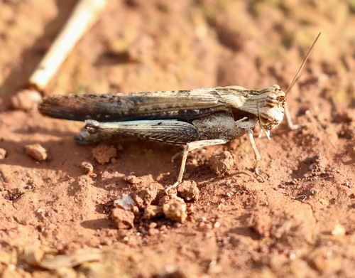 Morphacris fasciata