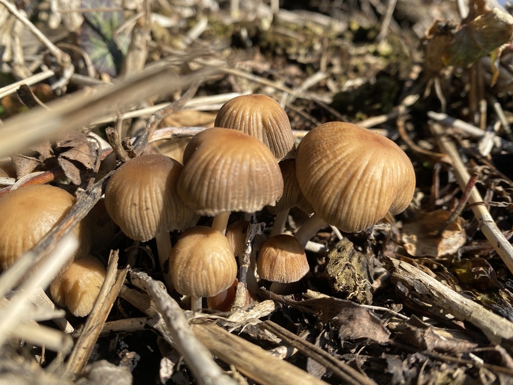 Coprinellus micaceus · February 2026 · photo: © katharinegk (iNaturalist, cc-by)