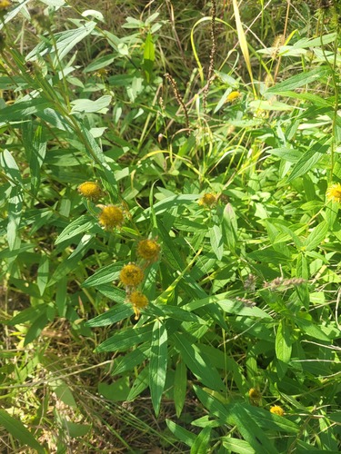Inula japonica, photograph 6