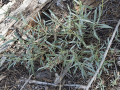 Penstemon neotericus