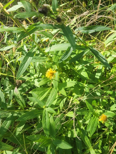 Inula japonica, photograph 5
