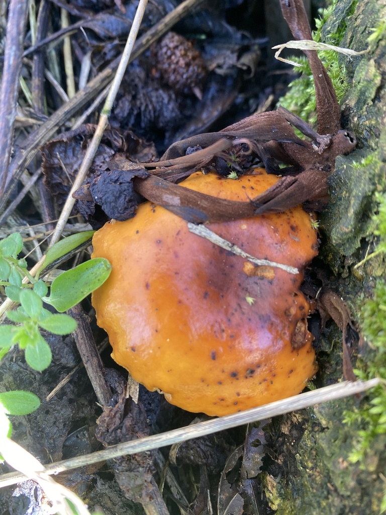 Flammulina · February 2026 · photo: © katharinegk (iNaturalist, cc-by)