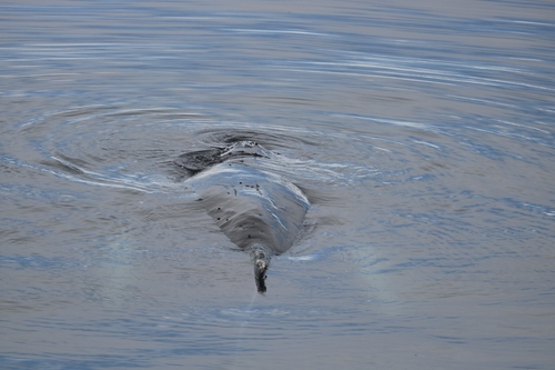 Humpback whale