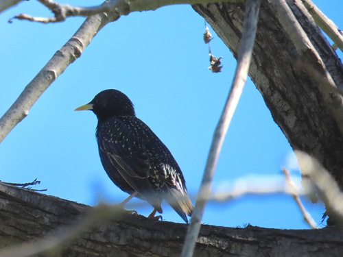 European Starling