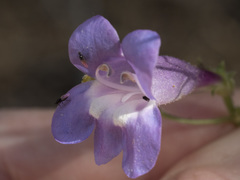 Penstemon neotericus
