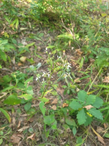 Edible aster (Aster scaber)