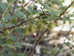 Ribes roezlii roezlii