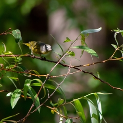 Leiothlypis ruficapilla