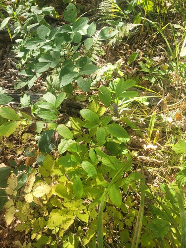 Amur angelica (Angelica cincta)