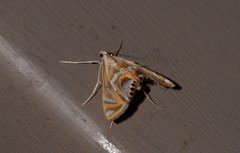 Margarosticha euprepialis