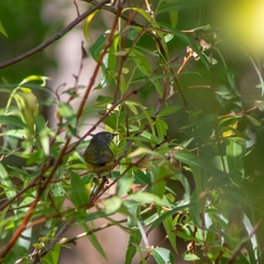 Leiothlypis ruficapilla