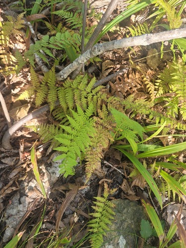 Athyrium yokoscense (Athyrium yokoscense)