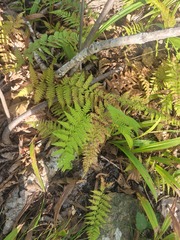 Athyrium yokoscense