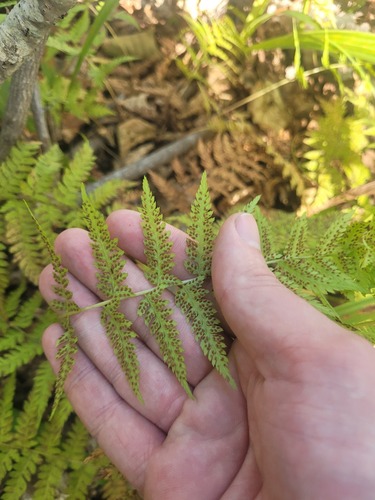 Athyrium yokoscense, photograph 2