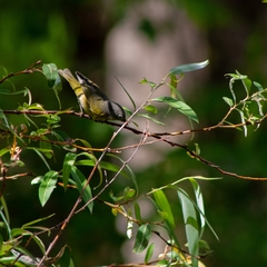 Leiothlypis ruficapilla