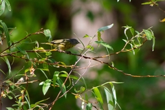 Leiothlypis ruficapilla