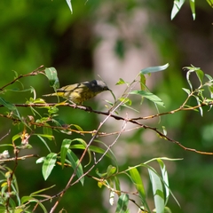 Leiothlypis ruficapilla