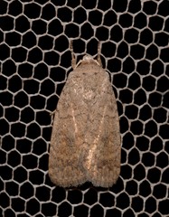 Athetis reclusa