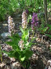 Galearis camtschatica