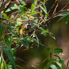 Leiothlypis ruficapilla