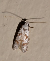 Oxythecta hieroglyphica