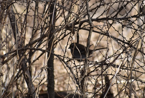 White-throated Sparrow