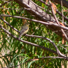 Spinus psaltria