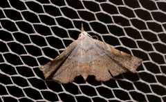 Esthlodora versicolor