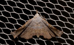 Esthlodora versicolor